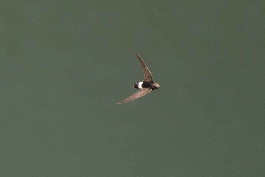 Little Swift